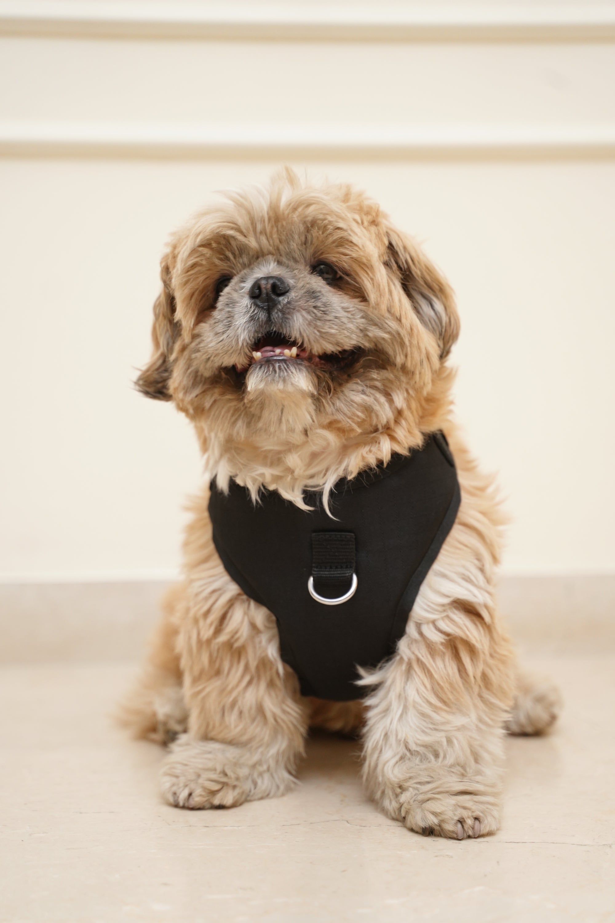 Full cover no pull black dog harness