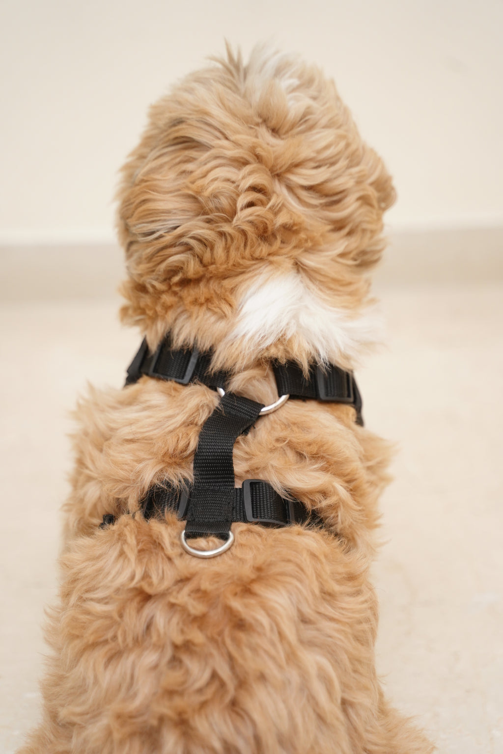 Full cover no pull black dog harness