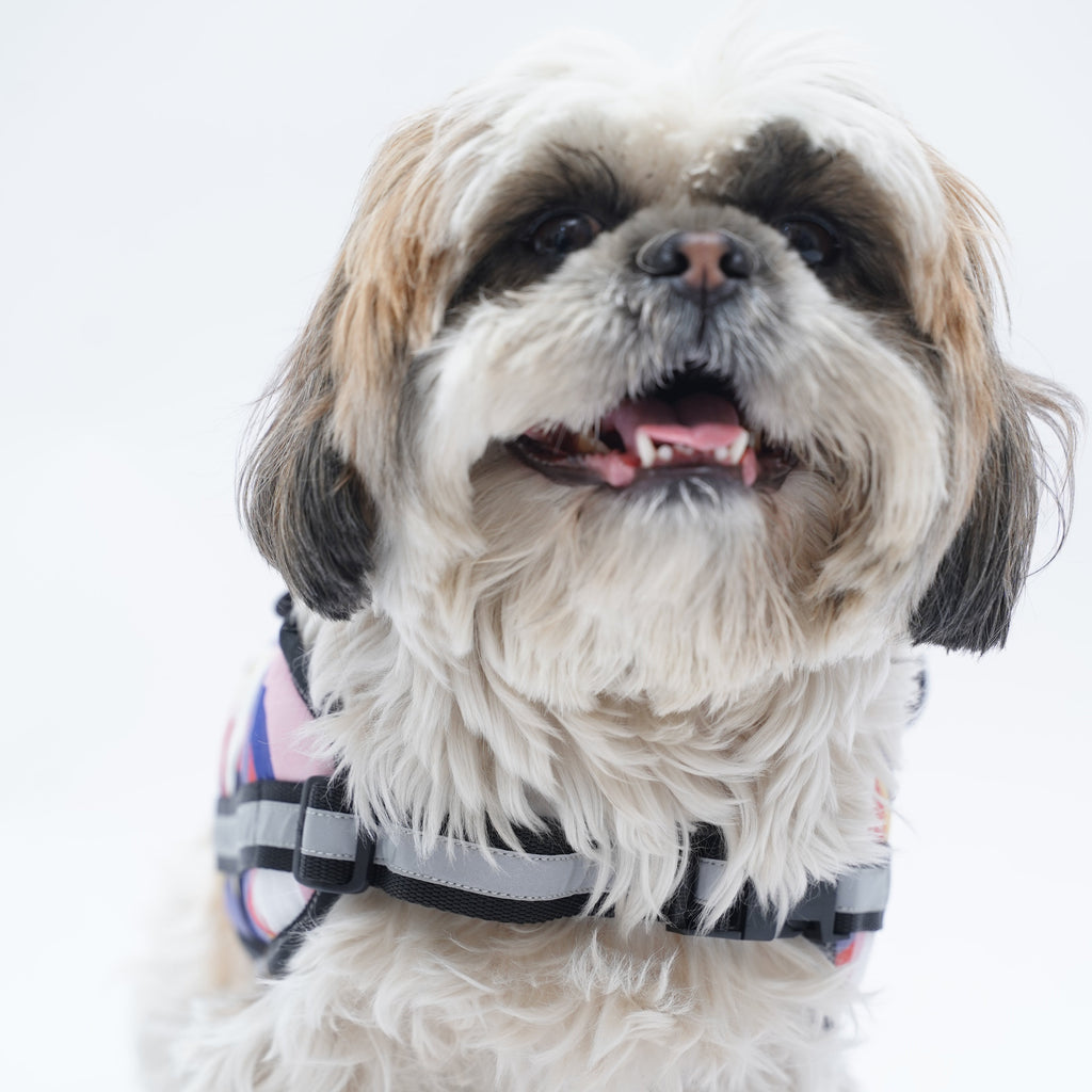 Multi Color Geometry No Pull Harness