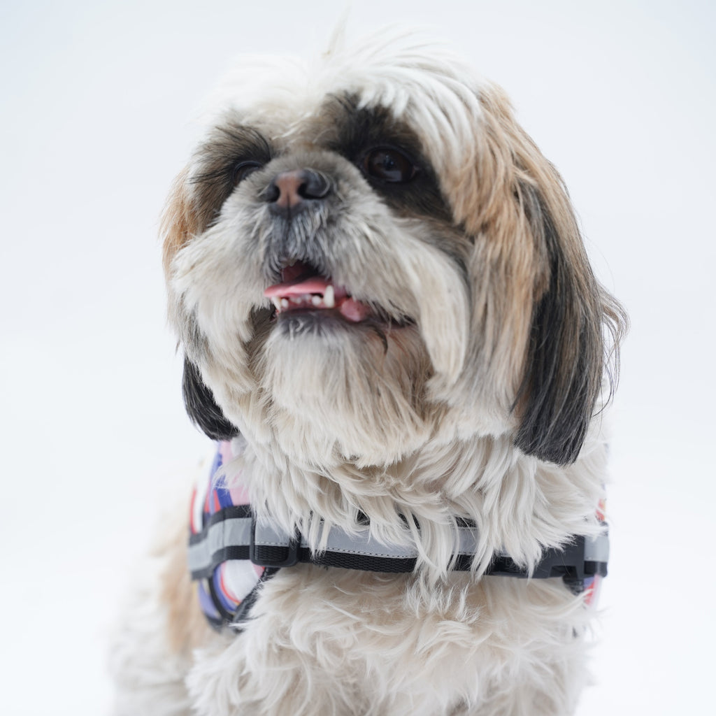 Multi Color Geometry No Pull Harness