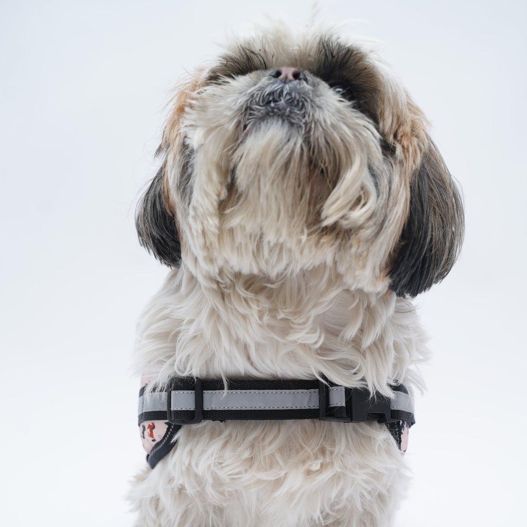 Racing Horses No Pull Harness