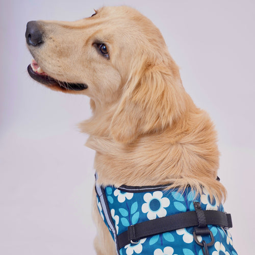 Daisy Date No Pull Harness