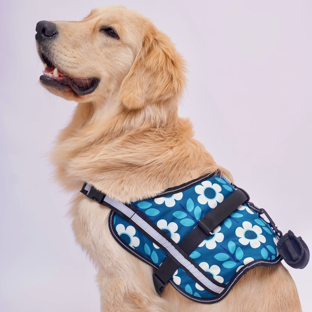 Daisy Date No Pull Harness