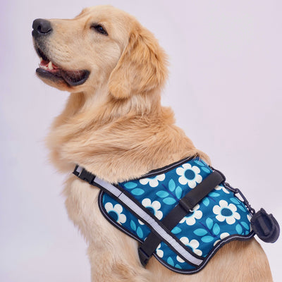 Daisy Date No Pull Harness